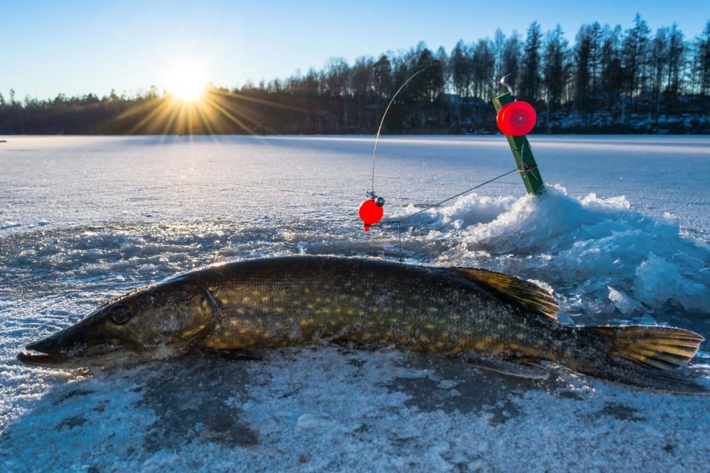 caught fish from ice fishing on Leech Lake MN