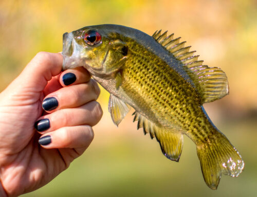 Summer Fishing on Leech Lake: Smart Tactics & Ideal Stays